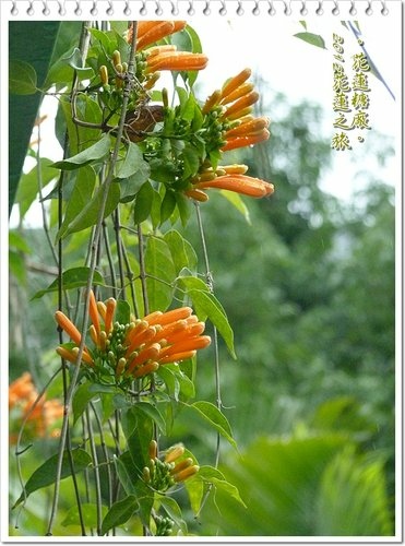 2012花蓮之旅~花蓮觀光糖廠20.jpg