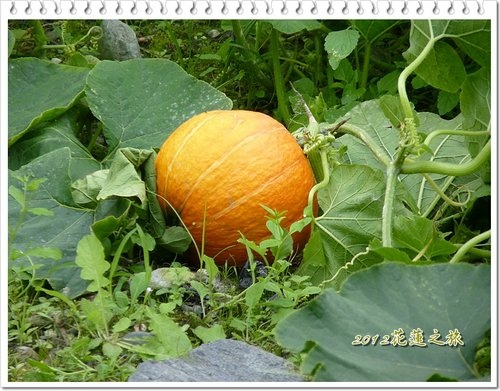 2012花蓮之旅~花蓮觀光糖廠24.jpg