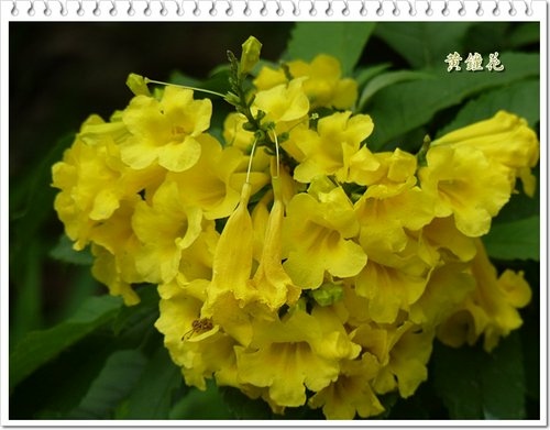 2012黃鐘花%26;孤挺花06.jpg