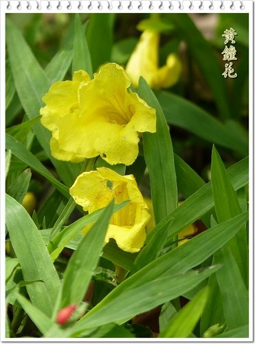 2012黃鐘花%26;孤挺花07.jpg