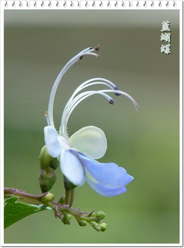 2012藍蝴蝶&黃蝴蝶花01.jpg