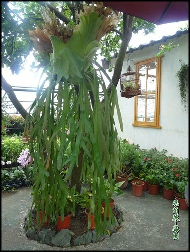 賞花~莓圃觀光休閒果園 17.jpg