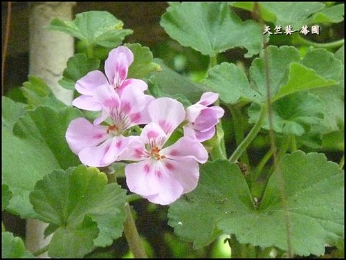 賞花~莓圃觀光休閒果園 25.jpg