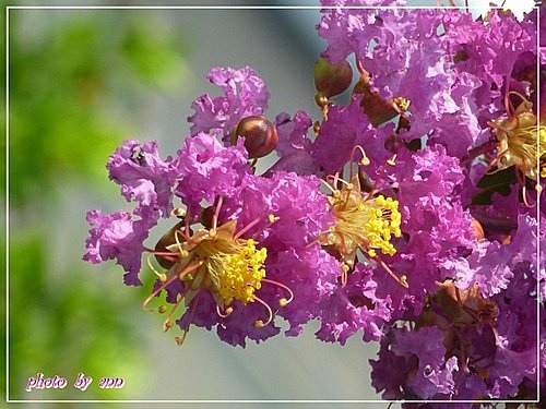 夏之花~~紫薇05.jpg