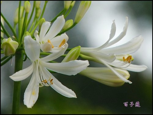 2012愛情花(百子蓮)09.jpg