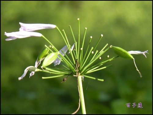 2012愛情花(百子蓮)17.jpg