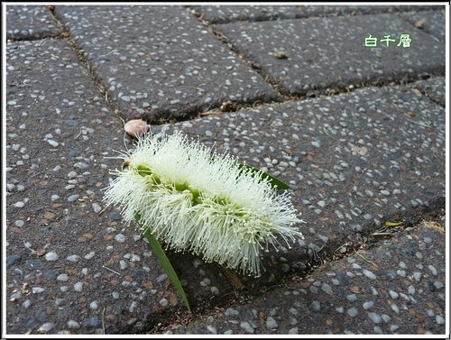 2012澳洲茶樹&白千層06.jpg