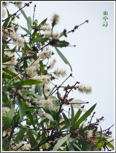 2012澳洲茶樹&白千層13.jpg