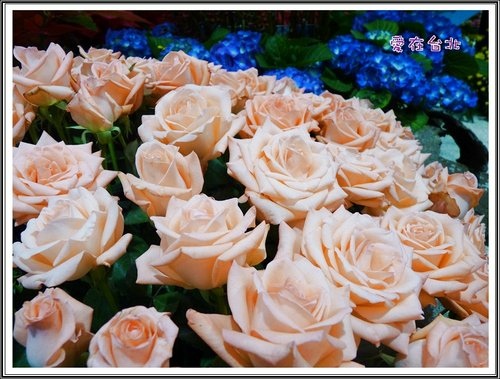 2012爭艷館花卉展~愛在台北(二)35.jpg