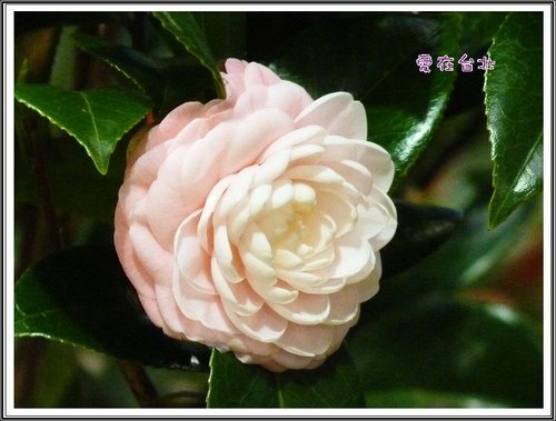 2012爭艷館花卉展~愛在台北(二)38.jpg