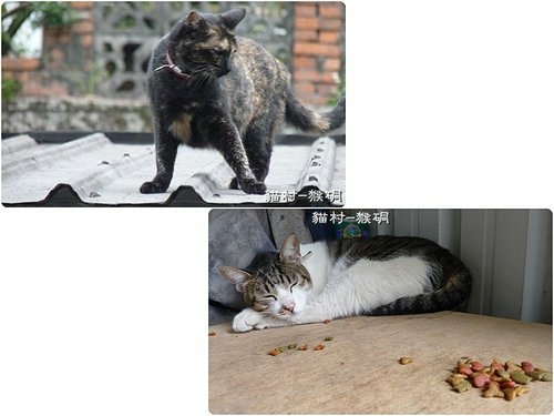 猴硐貓村43.jpg