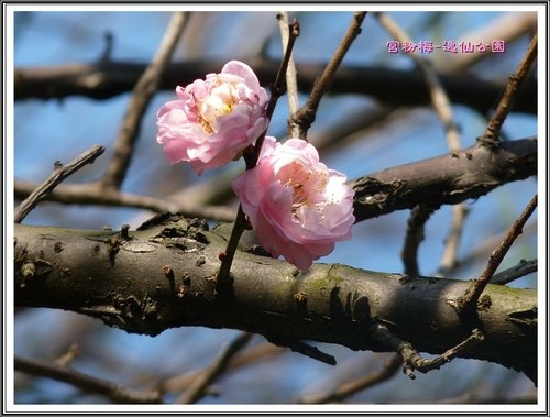 賞梅~逸仙公園(二)05.jpg