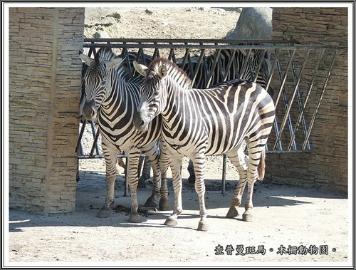 木柵動物園~動物篇(二)10.jpg