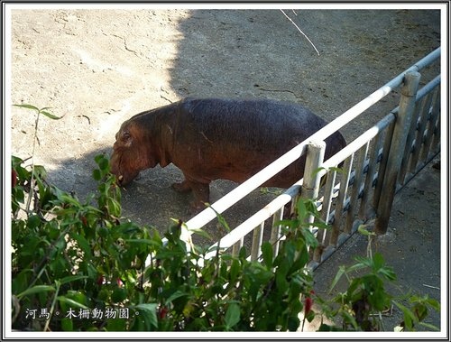 木柵動物園~動物篇(二)09.jpg