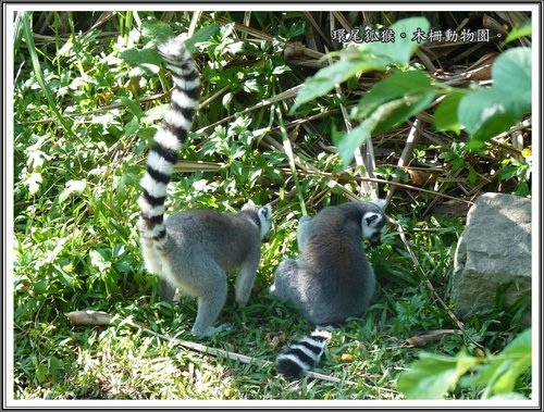 木柵動物園~動物篇(二)12.jpg