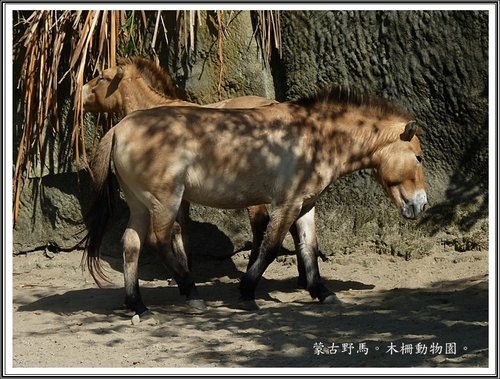 木柵動物園~動物篇(二)15.jpg