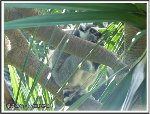 木柵動物園~動物篇(二)13.jpg