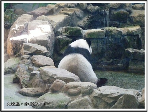 木柵動物園~動物篇(二)19.jpg