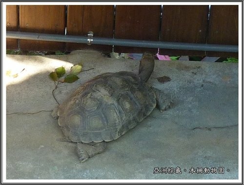 木柵動物園~動物篇(二)20.jpg