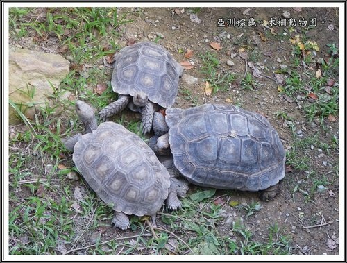 木柵動物園~動物篇(二)21.jpg