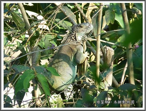 木柵動物園~動物篇(二)24.jpg