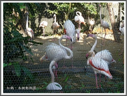 木柵動物園~動物篇(二)27.jpg