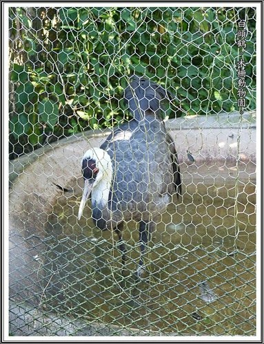 木柵動物園~動物篇(二)29.jpg