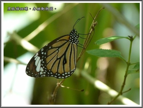 木柵動物園~昆蟲篇04.jpg