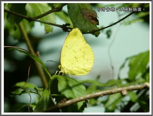 木柵動物園~昆蟲篇12.jpg