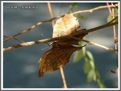 木柵動物園~昆蟲篇18.jpg