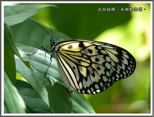 木柵動物園~昆蟲篇24.jpg