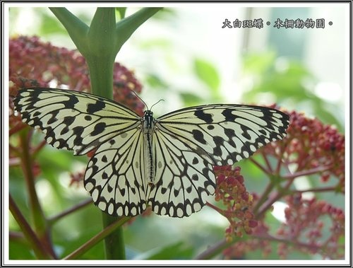 木柵動物園~昆蟲篇28.jpg