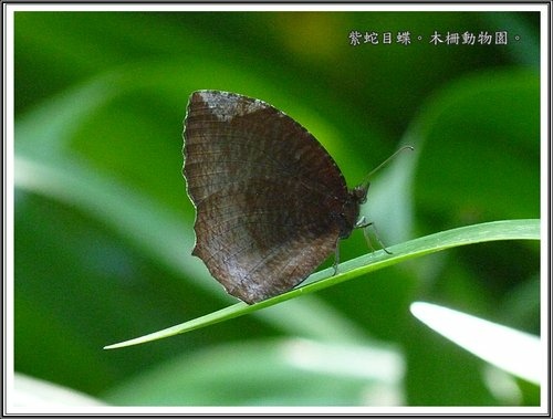 木柵動物園~昆蟲篇34.jpg