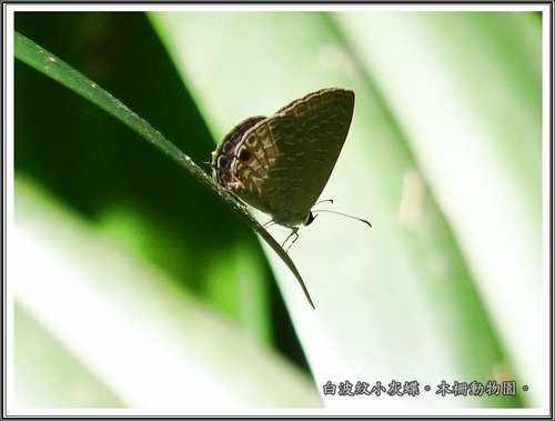 木柵動物園~昆蟲篇41.jpg