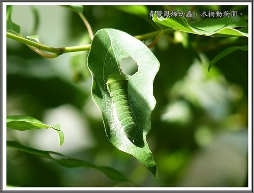 木柵動物園~昆蟲篇44.jpg