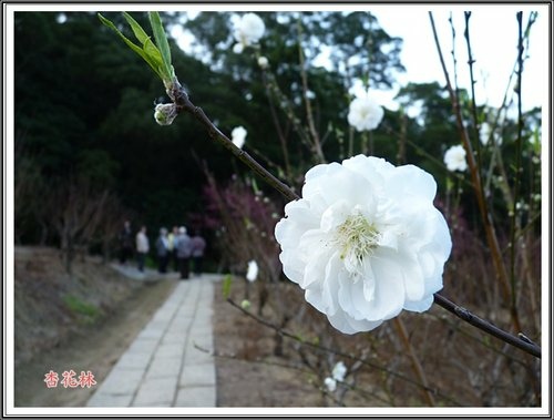 賞花~杏花林16.jpg