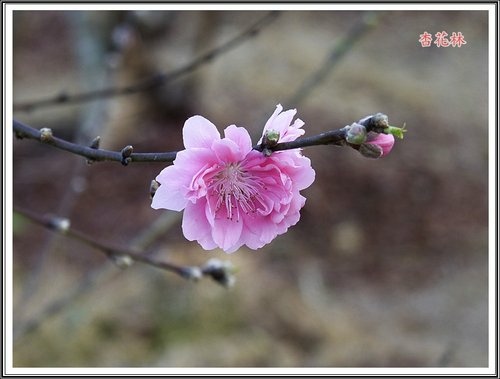 賞花~杏花林20.jpg