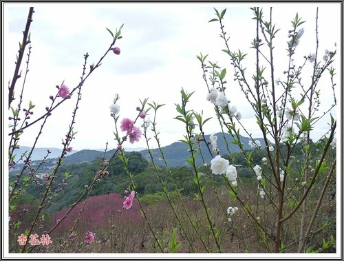 賞花~杏花林40.jpg