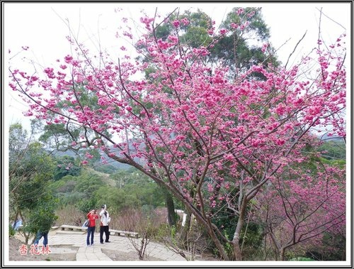 賞花~杏花林49.jpg