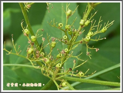 木柵動物園~植物篇04.jpg