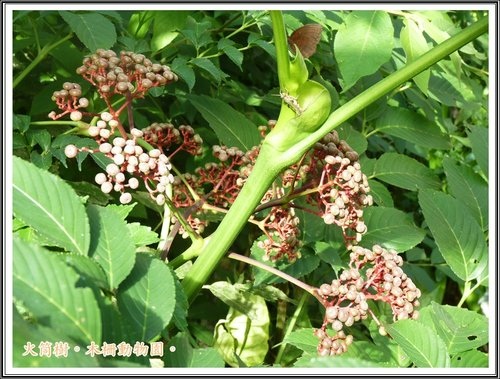 木柵動物園~植物篇01.jpg