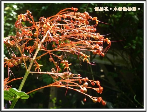 木柵動物園~植物篇02.jpg