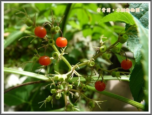 木柵動物園~植物篇05.jpg