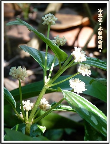 木柵動物園~植物篇07.jpg