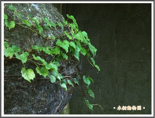 木柵動物園~植物篇18.jpg