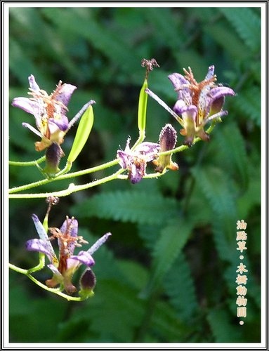 木柵動物園~植物篇21.jpg