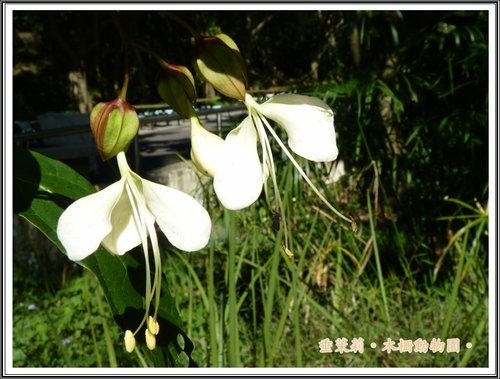 木柵動物園~植物篇26.jpg