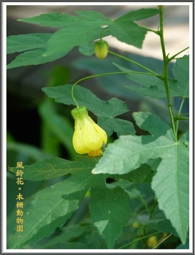 木柵動物園~植物篇28.jpg