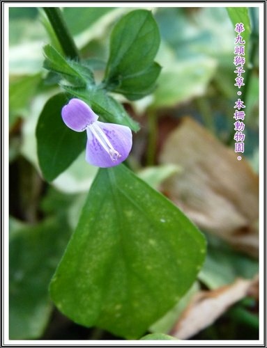 木柵動物園~植物篇29.jpg