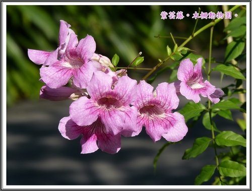 木柵動物園~植物篇30.jpg